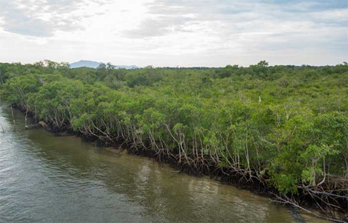 Um mangue sem caranguejos em Iguape: o raio-X do litoral que o Rebimar leva ao Congresso de Oceanografia