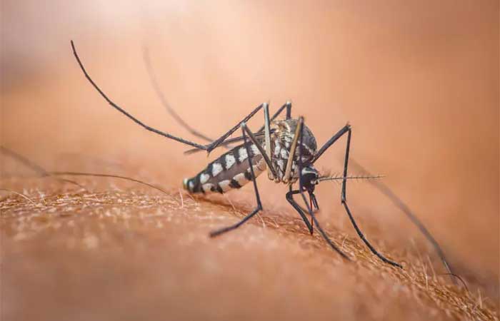 Por que existe o Dia Mundial do Mosquito — e o que isso tem a ver com o Nobel