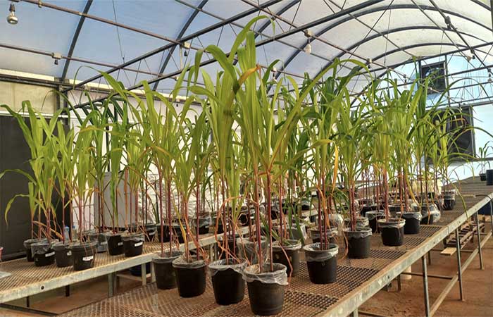 Combinação de fertilizante mineral com aditivo biológico melhora desenvolvimento de cultivos