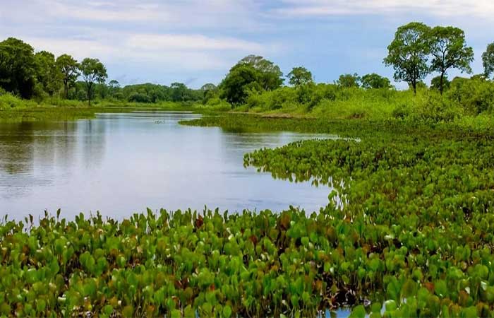 Como ajudar o Pantanal: iniciativas que atuam contra os incêndios de 2026