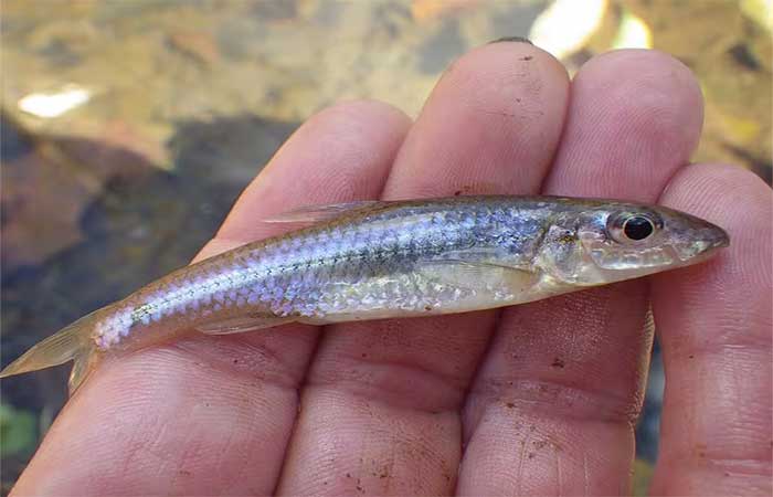 Deformidades em peixes viram ‘termômetro’ para avaliar a saúde das águas