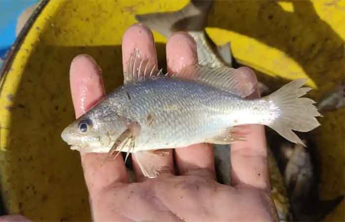 Cientistas identificam taxa recorde de deformações em peixes do ES
