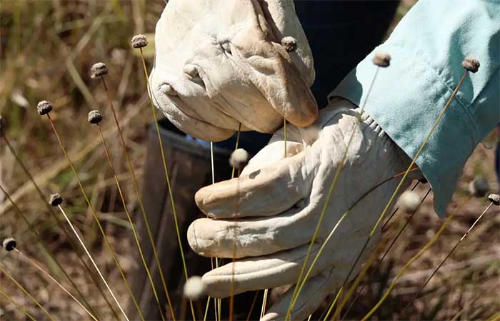 Pesquisadores encontram plantas consideradas extintas há 30 anos