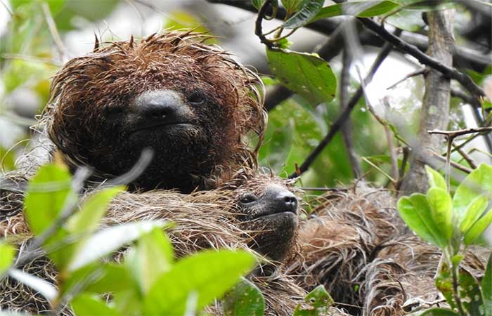 Projeto cria corredor de Mata Atlântica para proteger preguiça-de-coleira na Bahia