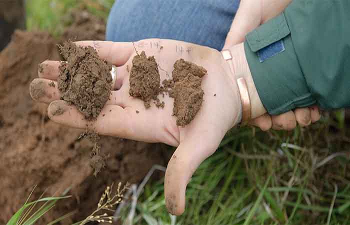 Novo fertilizante inteligente pode regenerar solos degradados no Brasil