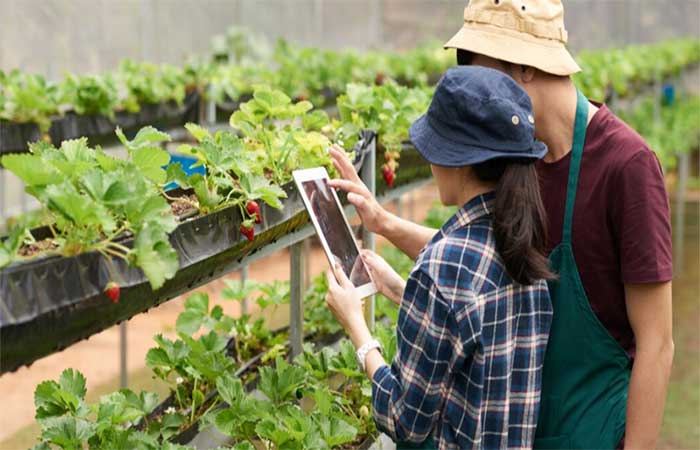 Eleições 2026: por que a alimentação e o clima devem entrar no debate político