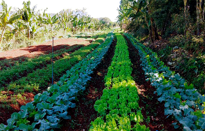 Agricultura e biodiversidade: uma relação essencial para o futuro da produção