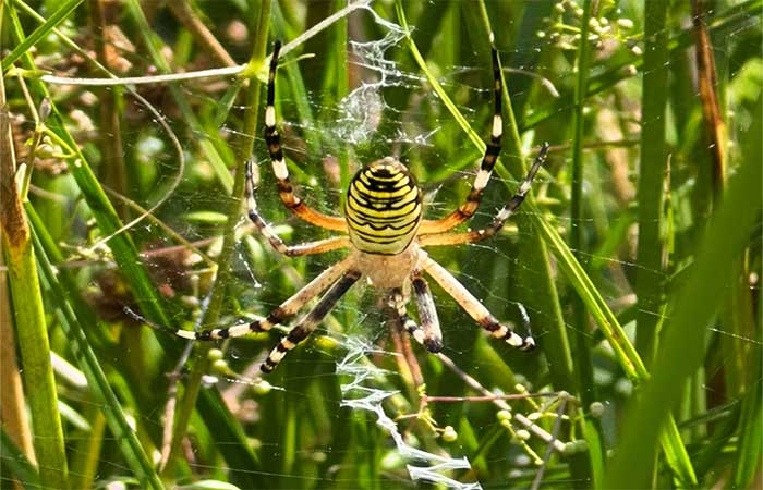 Aranha-vespa avistada no norte da Inglaterra é o mais recente “refugiado climático” em meio ao aquecimento global