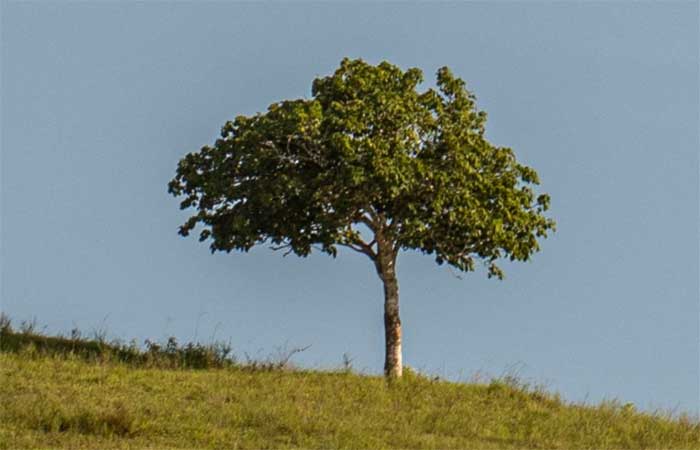 Para salvar nossas cidades, vamos plantar novas árvores e reduzir os carros. Artigo de Stefano Mancuso