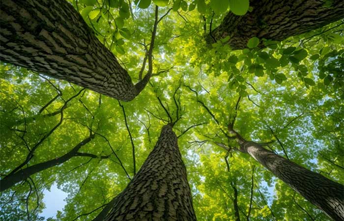 O desmatamento cai ao menor nível da série, e as florestas mais preservadas do Brasil pararam de estocar carbono em 2013