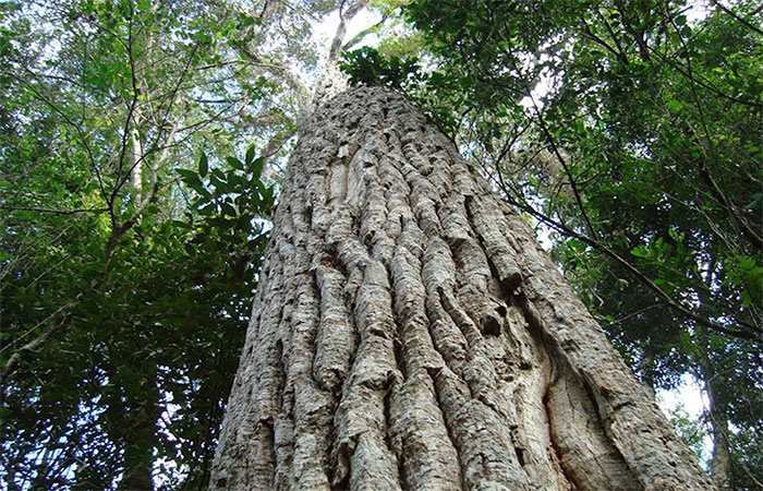 Estudo revela impacto da poluição do ar nas árvores da Mata Atlântica paulista