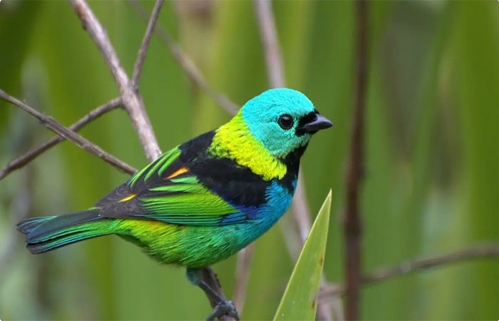 Aves coloridas correm maior risco de extinção que as de plumagem discreta, diz estudo