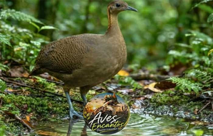 O macuco está desaparecendo da Mata Atlântica e existem dois grandes culpados