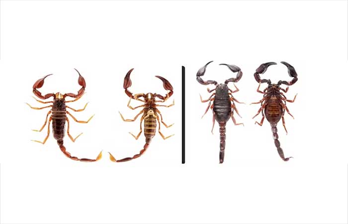 Escorpiões que brilham sob luz ultravioleta levam cientistas a duas novas espécies em Roraima