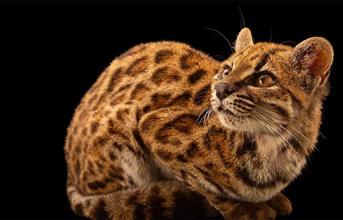 Conheça a primeira nova espécie de felino descoberta em 100 anos