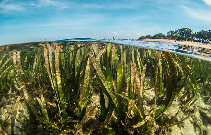 Pradarias de algas marinhas sustentam milhões de pessoas em pobreza extrema, mostra estudo