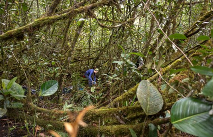 Insetos de dia, anfíbios à noite: a rotina de uma expedição científica no alto da Amazônia