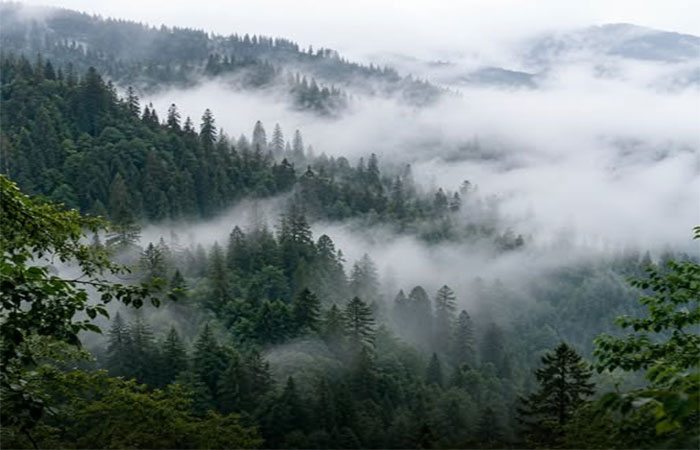 Recuperar as florestas pode resfriar a superfície em até °C nas horas mais quentes e proteger a águas: as árvores são o sistema natural de refrigeração da Terra