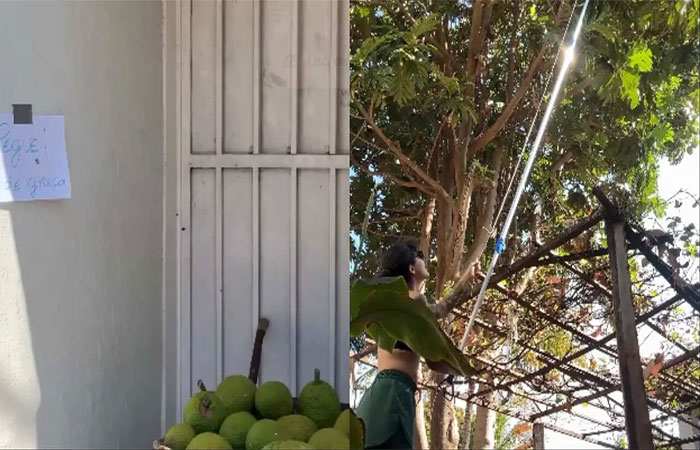 ‘Match das Frutas’ conecta vizinhos e evita que alimentos acabem no lixo em MS