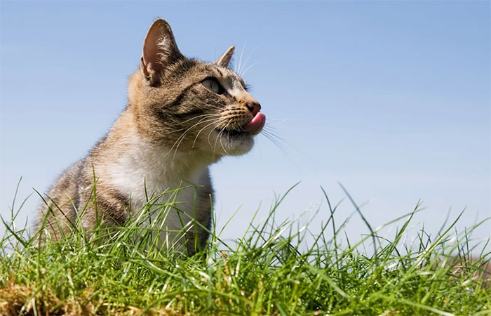 Grama pode ser utilizada para enriquecimento ambiental para os gatos