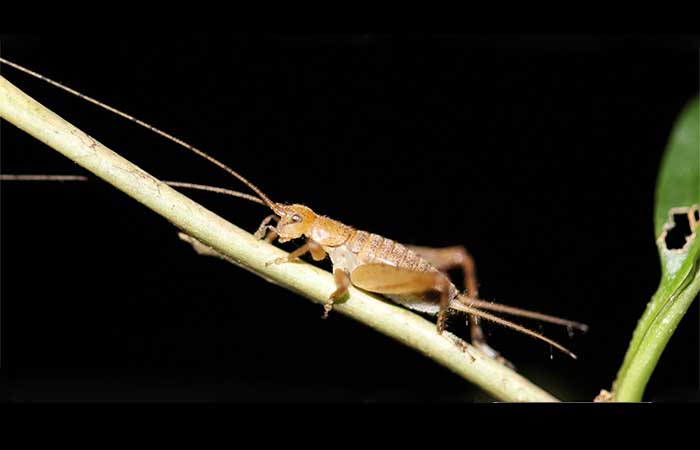 Do “cri-cri” ao silêncio: como a comunicação dos grilos mudou ao longo da evolução