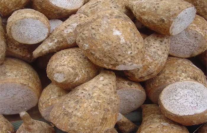 Longe dos pratos e das receitas, conheça o poder do inhame contra o câncer