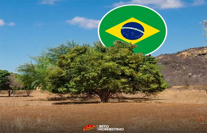 Árvore do Juazeiro pode ajudar contra a desertificação no Sertão, o juazeiro não perde suas folhas na seca, reduzindo a temperatura do solo e a evaporação da água