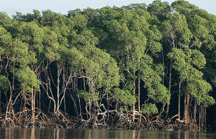 Aquecimento global aumenta emissão de metano mesmo em solos de mangue intocados
