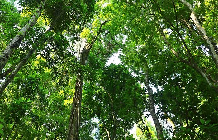 Por que deveríamos saber mais sobre as árvores da Mata Atlântica?
