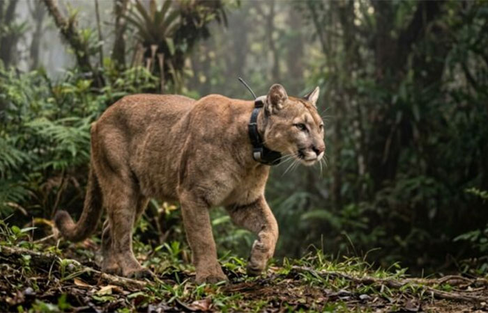 A onça-parda que voltou três vezes ao mesmo ponto da estrada onde foi resgatada filhote e que os biólogos acompanham por colar desde 2019