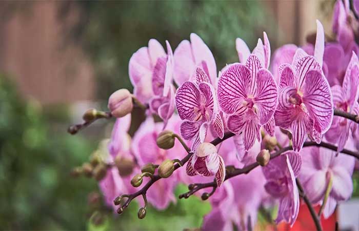 Mais da metade das orquídeas pode estar ameaçada de extinção, diz estudo
