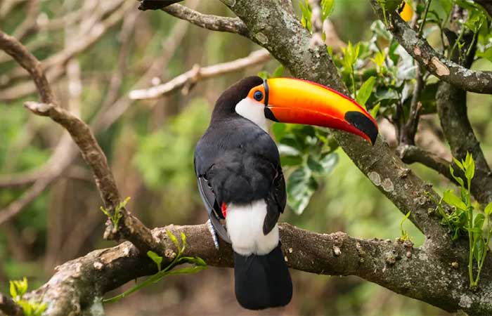 Bens comuns globais: dos Oceanos à Amazônia, um caminho para cuidar do que é de Todos – Artigo 18