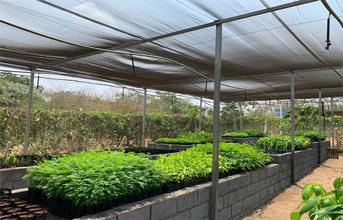 Projeto de mineradora preserva espécies ameaçadas e patrimônio genético da flora no MT
