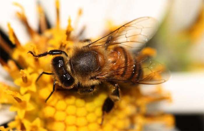 Mudanças climáticas podem alterar relações entre abelhas e plantas