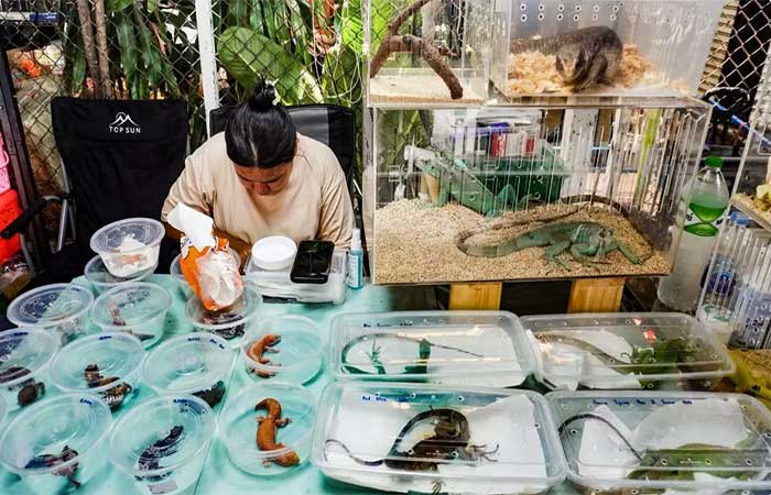 Por que animais silvestres brasileiros estão aparecendo em um mercado de Bangcoc