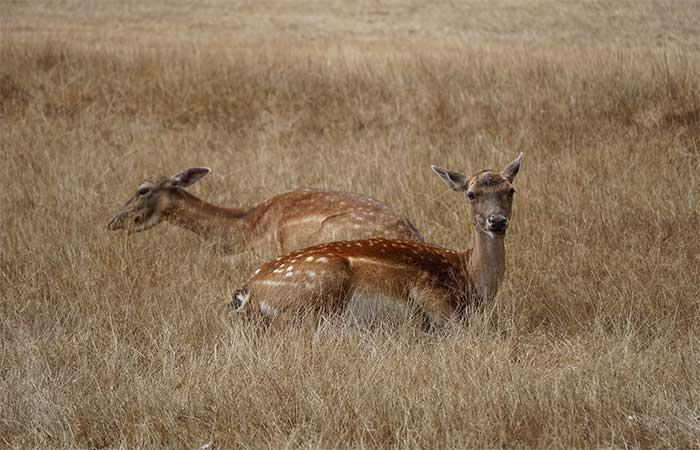 Diante da crise climática, Dia Mundial dos Animais pede olhar além da comemoração