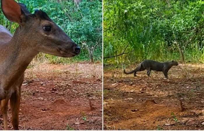 De área degradada a corredor ecológico: animais ameaçados voltam a circular em São Paulo