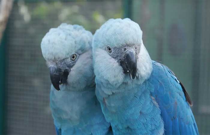 Zoo indiano e governo brasileiro negociam “parceria estratégica” para espécies ameaçadas