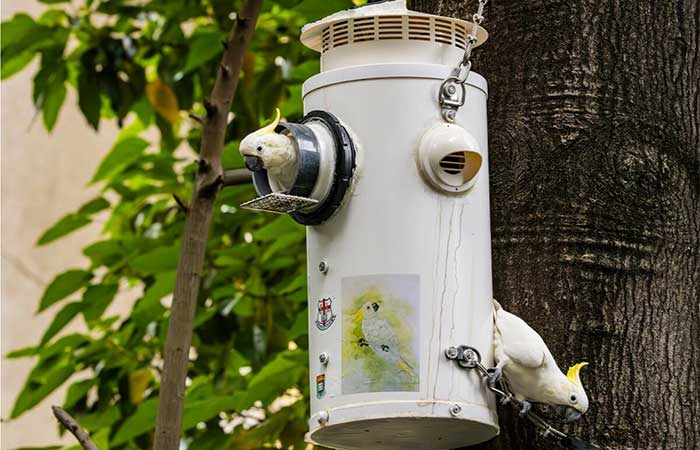 Crise habitacional: ninhos artificiais ajudam cacatuas ameaçadas a sobreviver