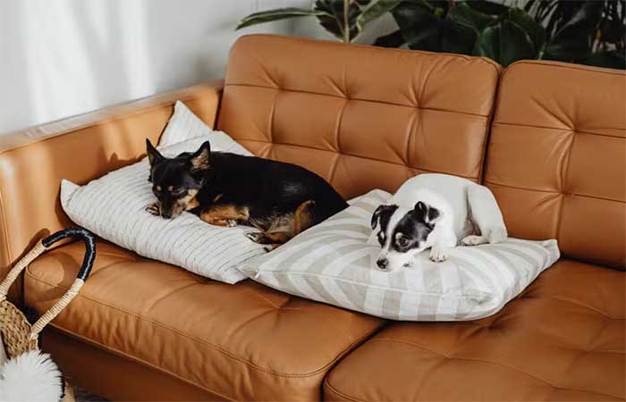 Confira truques para eliminar odores desagradáveis ​​de cães e gatos em casa