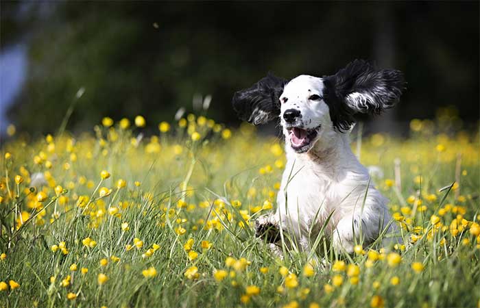 Os direitos animais e o direito à busca da felicidade