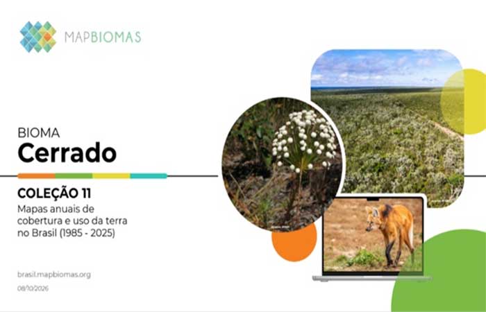 Um quarto da vegetação perdida no Cerrado ficava a menos de 500 metros de um rio