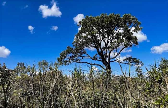 Restaurar o Cerrado pode gerar retorno triplo com carbono