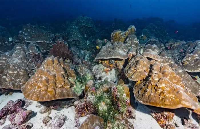 Estudo com corais liga El Niño extremo ao aquecimento global