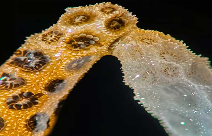 VÍDEO mostra coral branqueado se recuperando ao tocar um saudável