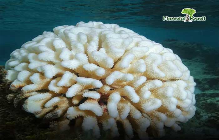 Os oceanos estão passando por mudanças profundas relacionadas à salinidade e aumento da temperatura