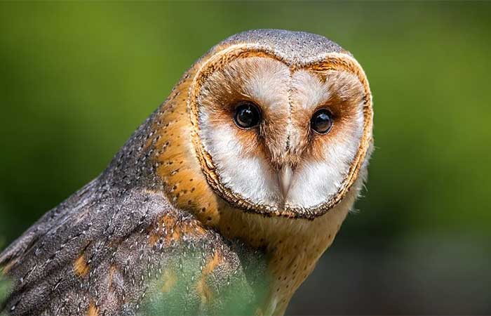 Animais do Halloween ajudam a manter a biodiversidade