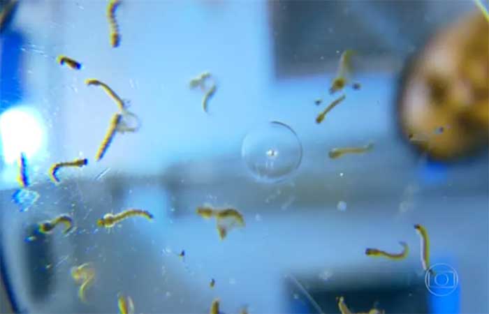 Paraíba tem 14 mortes por dengue e mais de 7,2 mil casos prováveis da doença em 2026