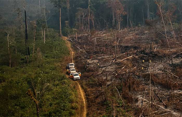 A Amazônia em uma encruzilhada: o voto dos brasileiros decide o futuro da floresta tropical