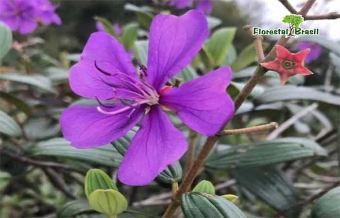Três novas espécies de plantas são descobertas na mata atlântica do ES e de MG. E já nasce em perigo de extinção
